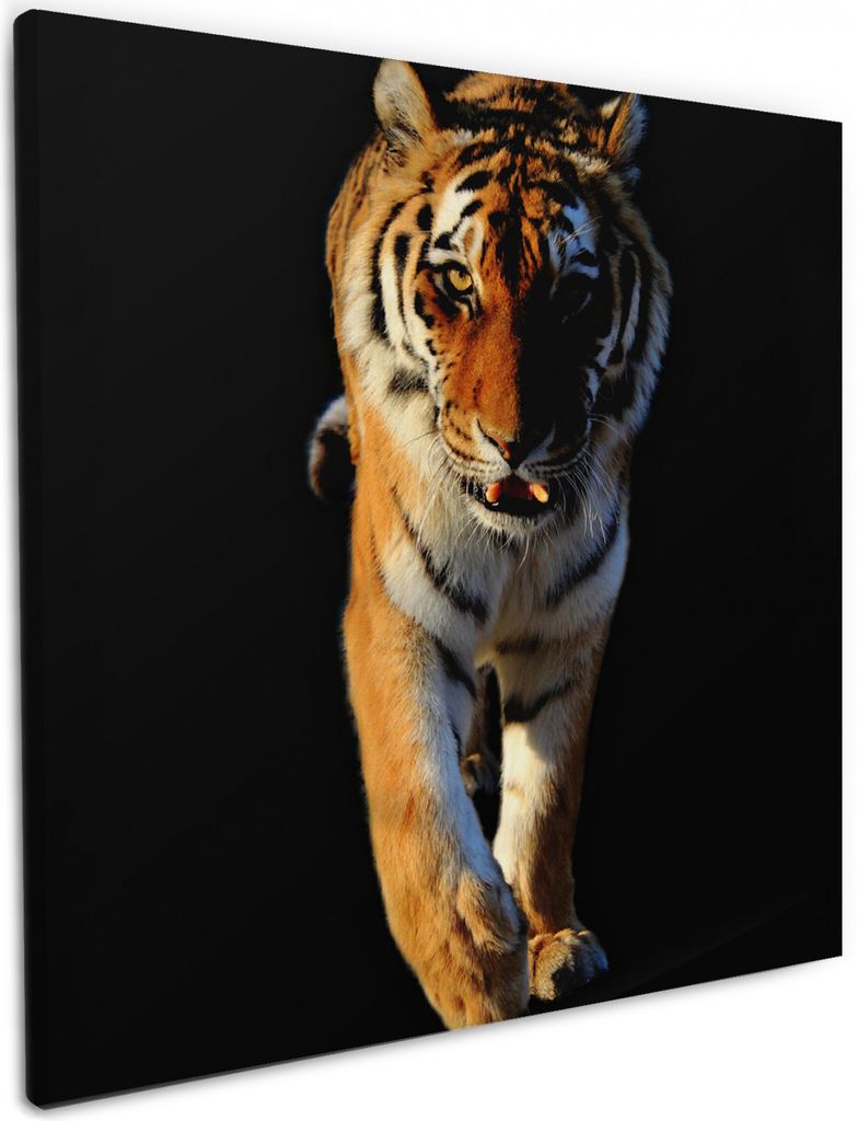 Wallario Premium Leinwandbild Laufender Tiger in Größe 50 x 50 cm