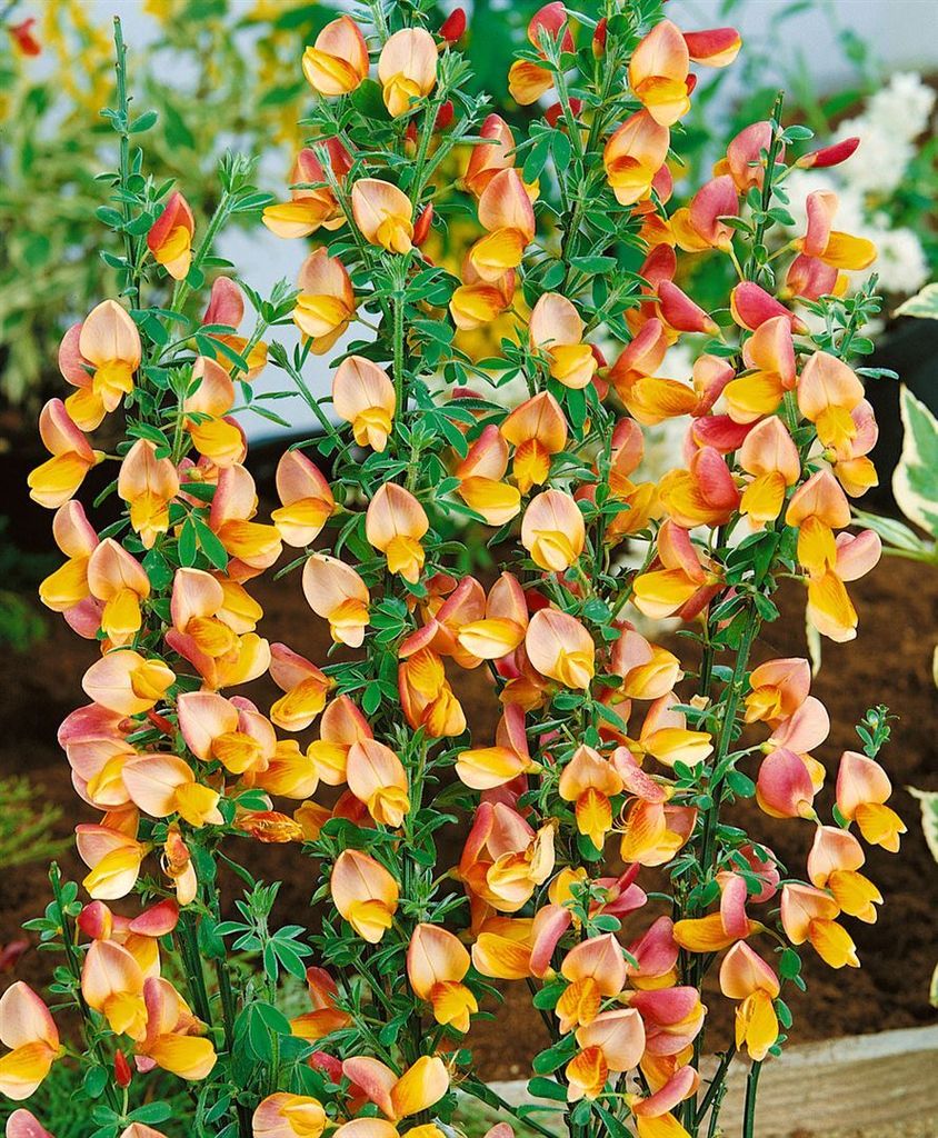 Cytisus scoparius 'Apricot Gem', Besenginster, apricot, 60–80 cm