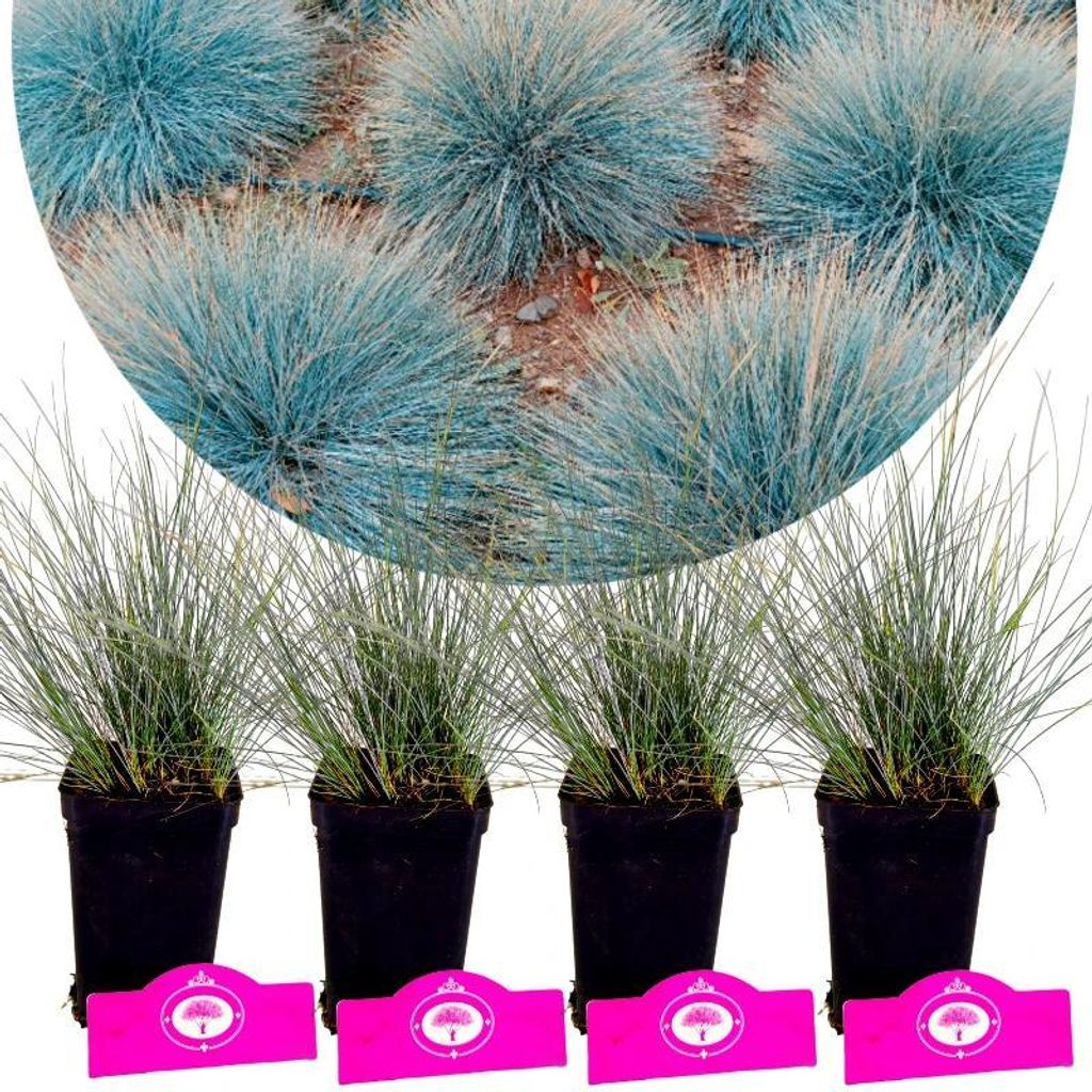 Set de 4 fétuques bleues - Festuca glauca 'Elijah Blue' - Image du produit 