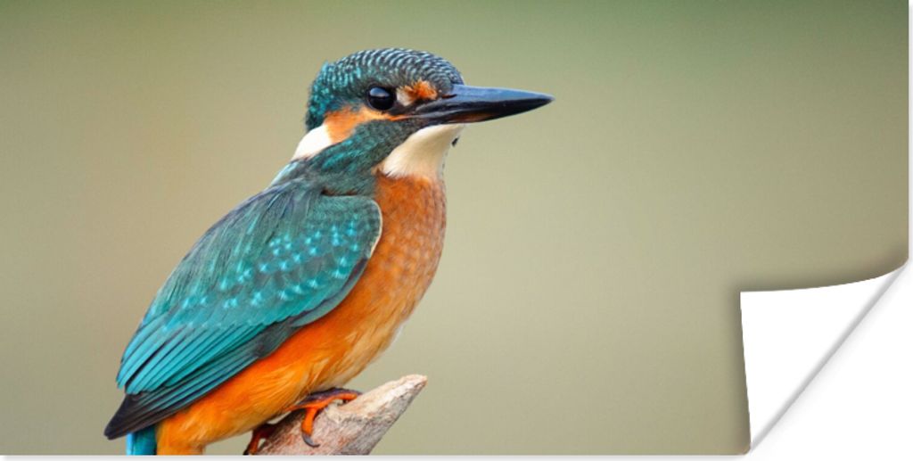 MuchoWow Poster Vogel - Eisvogel - Zweig 40x20 cm - Poster für die Wand - Poster Schlafzimmer