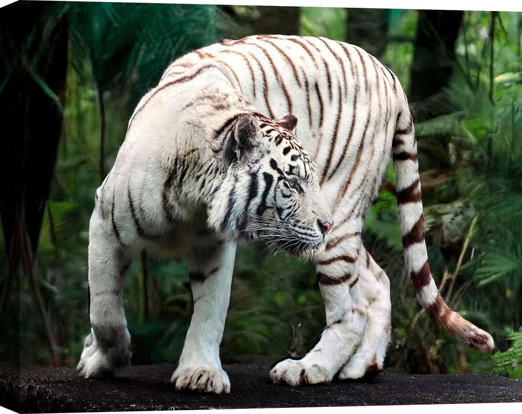 Leinwandbilder - Weißer Königstiger - 80 x 60 cm