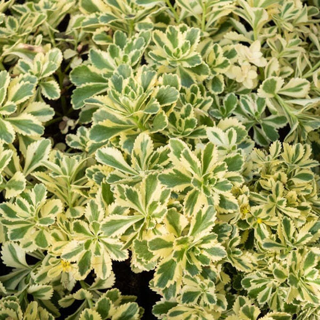 Bakker.com - Sedum Atlantis, Der topf / Ø 9cm