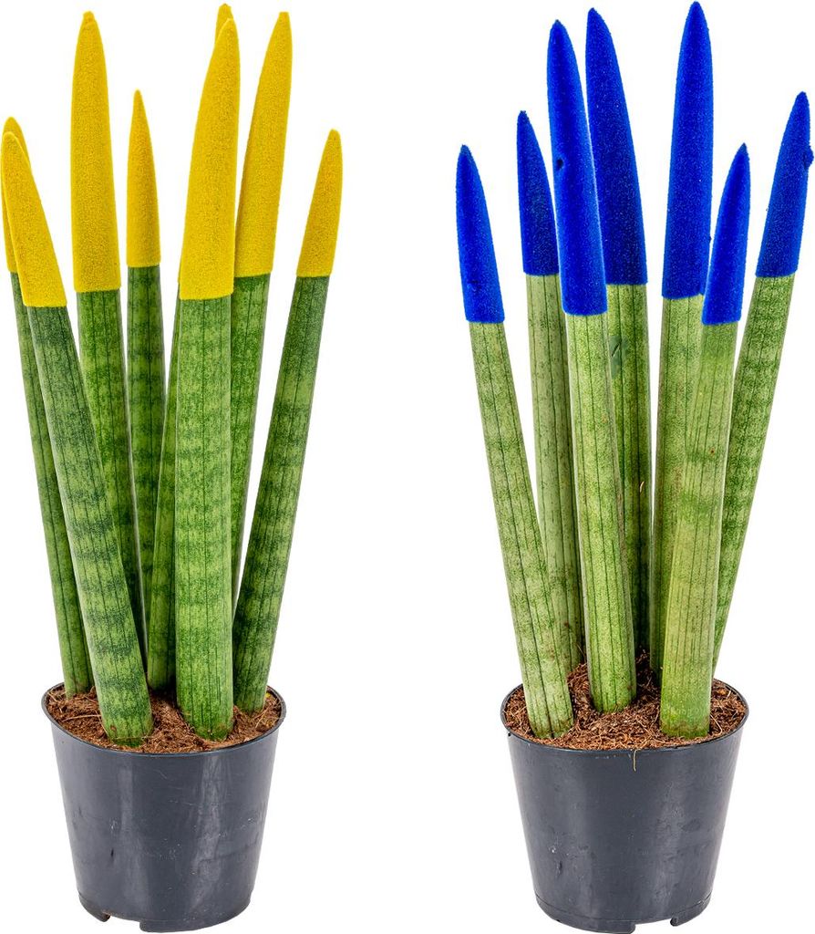 2er-Set - Sansevieria Velvet Touch - Schwiegermutterzunge -