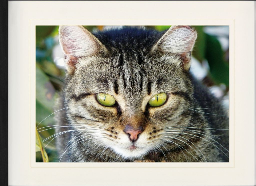 Katzen Gerahmtes Bild Mit Edlem Passepartout | Wand-Bilder | Im Bilderrahmen - Getigerte Katze, Nahaufnahme (60 x 80 cm)
