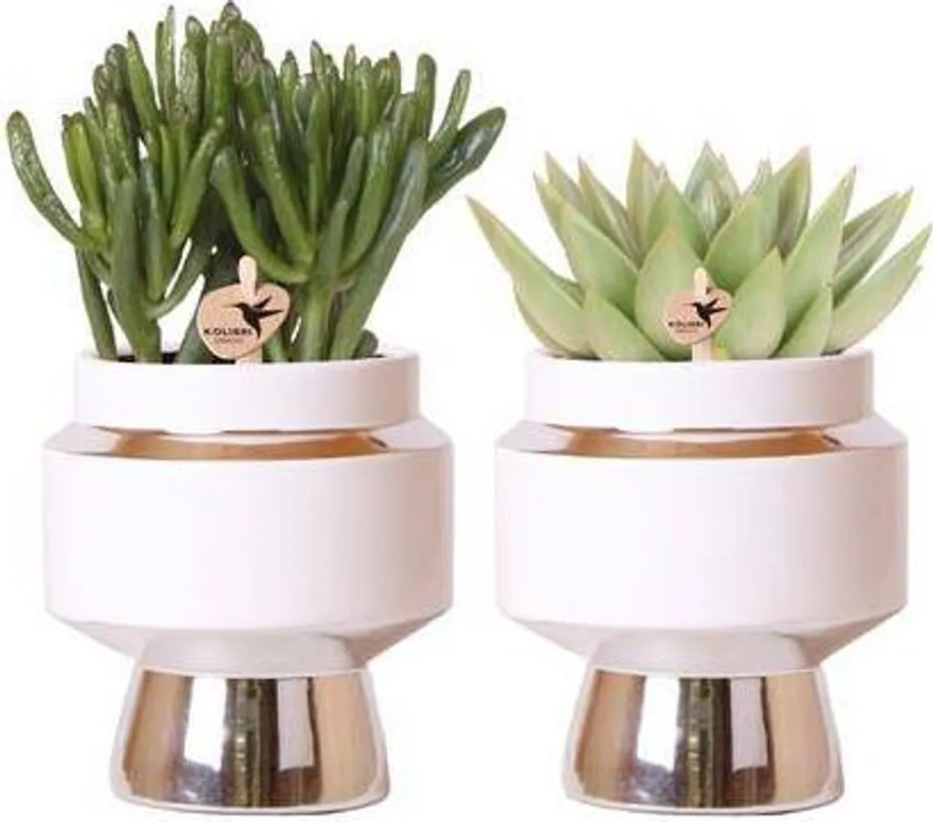 Duo de Cactus Rhipsalis d'Intérieur en Pot Céramique - Plantes Vertes