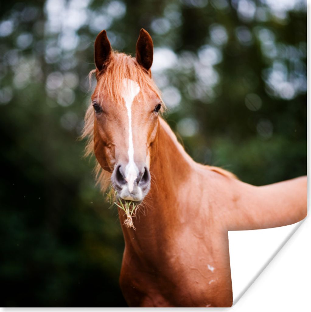 MuchoWow Poster Pferd - Licht - Gras 100x100 cm - Babyzimmer