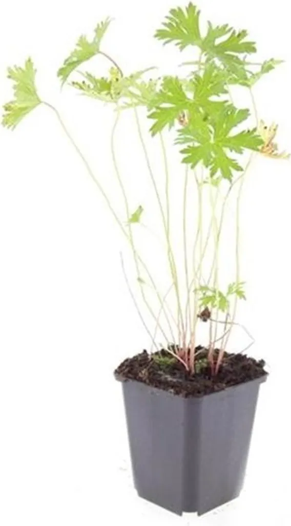 Bec de Cigogne Johnson's Blue : Floraison Bleue Abondante - 12 Plants