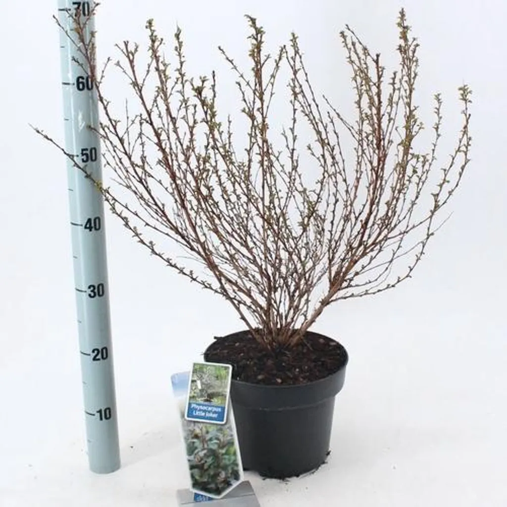 Arbuste Physocarpe Little Joker 40-50cm - Feuillage pourpre compact