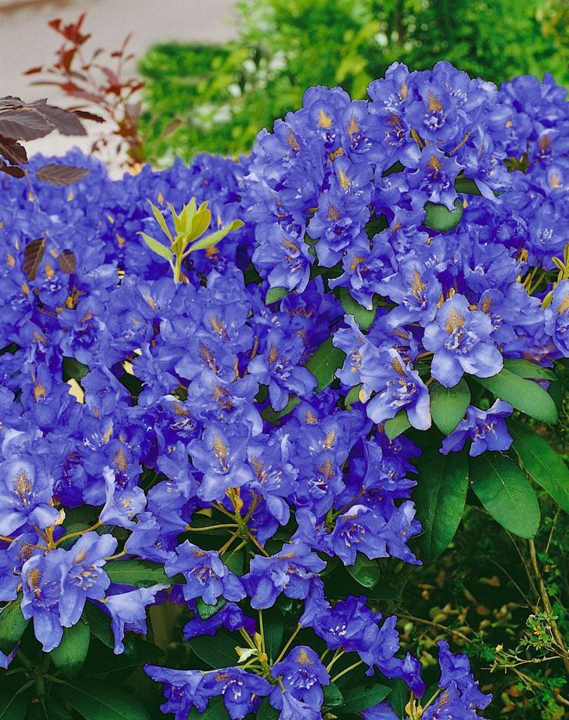 Rhododendron fastigiatum 'Intrifast', kompakt, 30–40 cm