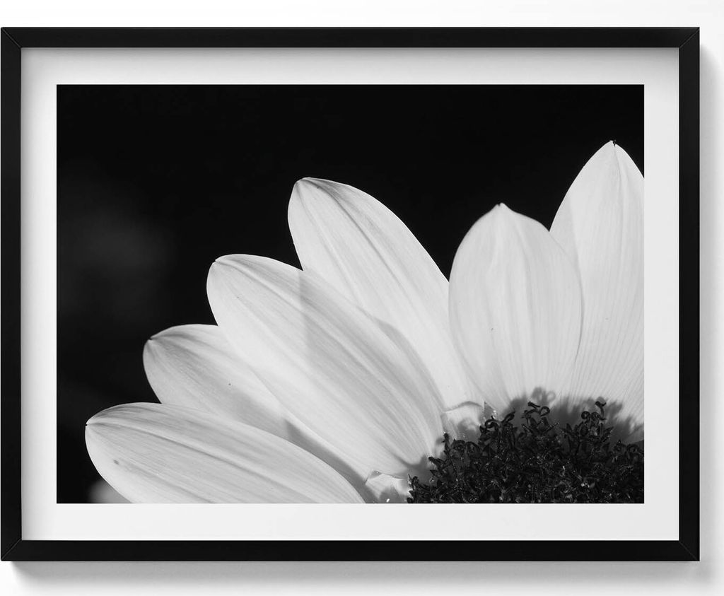 Gänseblümchenblüten in Schwarz-Weiß– Wandbild mit Rahmen – Gerahmtes Bild – Wanddekoration – 80x60 cm – Schwarz Rahmen