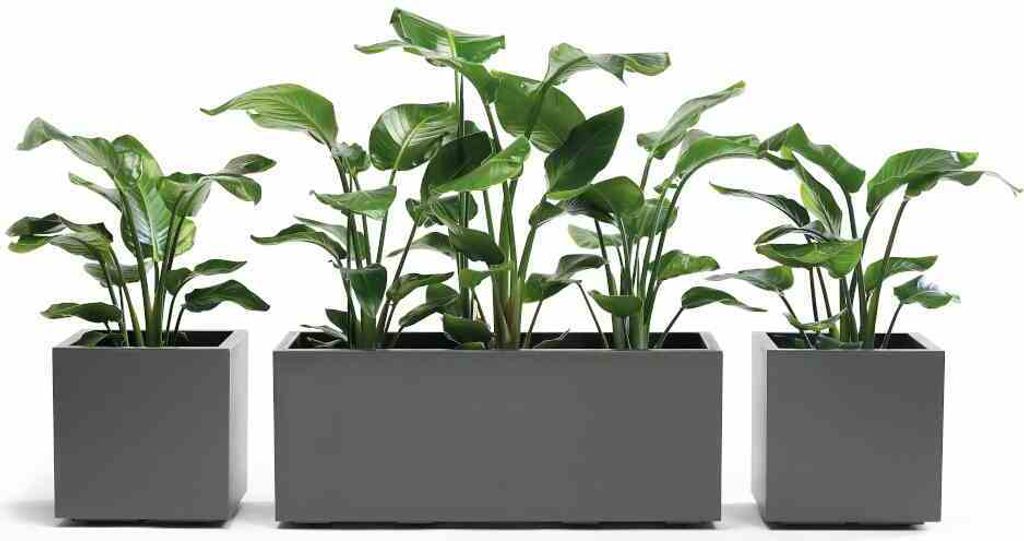 euro3plast 315-462 Pflanzkasten Greener Kebe 100cm, Produktbild 2
