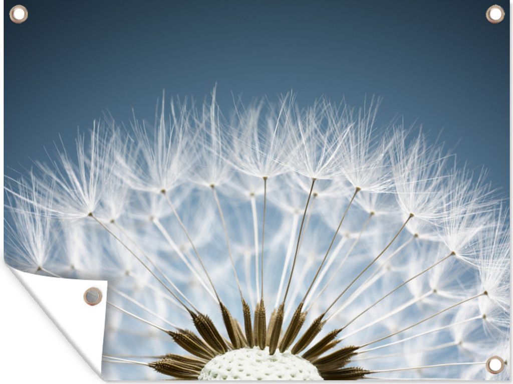 MuchoWow 80x60 cm Outdoor-Poster Gartendeko Sichtschutz Garten Poster für den Garten Ein halber Löwenzahn mit Samen