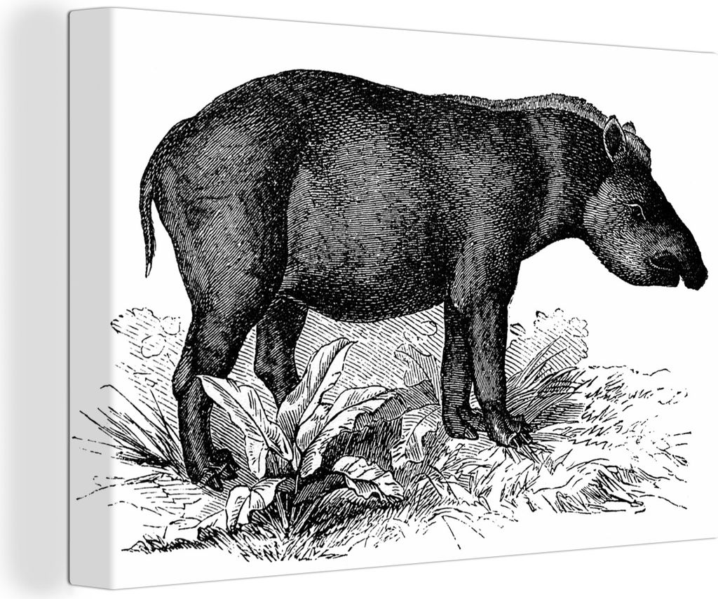 OneMillionCanvasses - Leinwandbilder - 140x90 cm, Illustration eines Tapirs in Schwarz-Weiß, Wandbilder Kunstdruck Wanddekoration - Foto auf Lei...