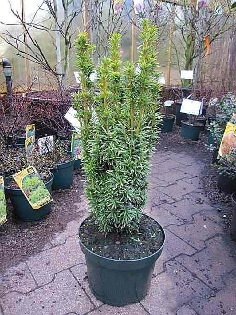 Eibe David - Taxus baccata David 40-50cm