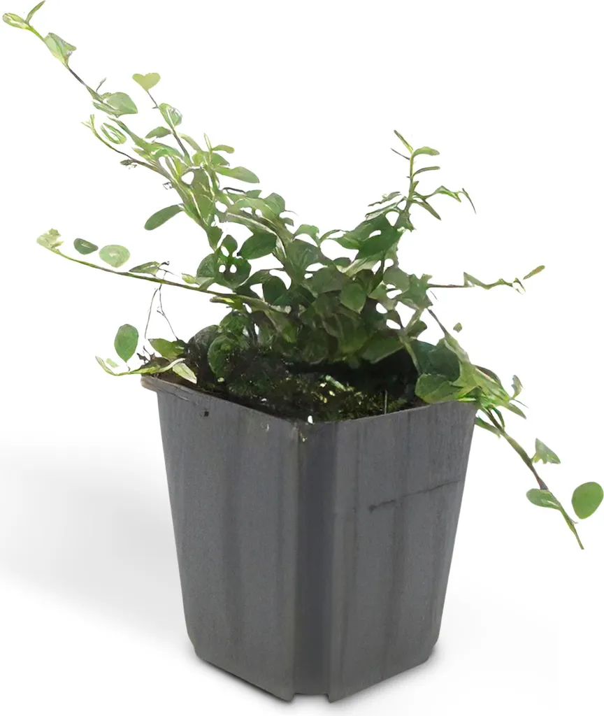 Cotoneaster prostratus pour talus et rocailles : Set 20 couvre-sols 9cm