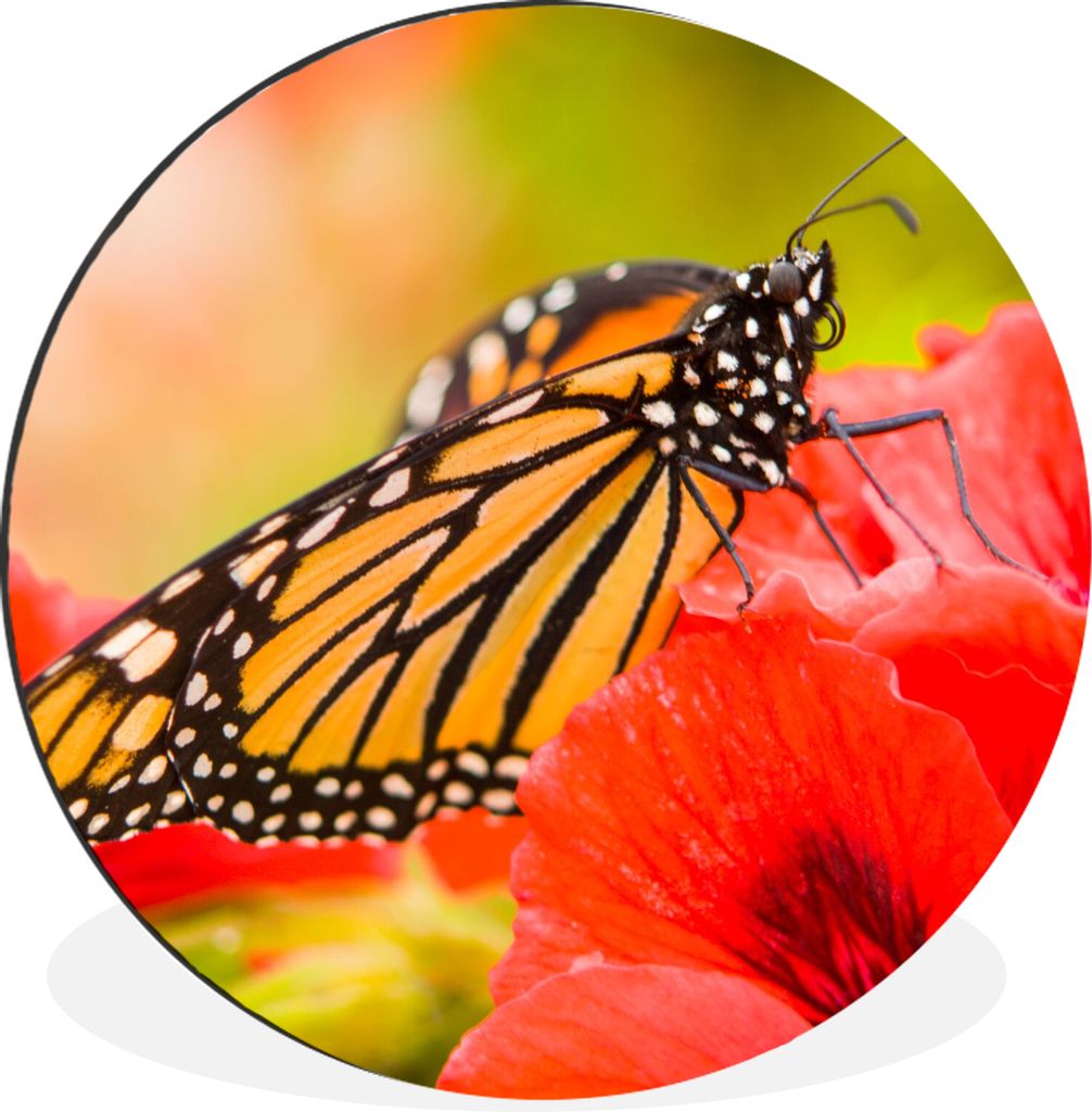 MuchoWow Aluminium Wandkreis Blumen - Schmetterlinge - Monarch Ø 30 cm Wanddeko Modern Wohnzimmer - Wand Bild - Wohnzimmer - Runde Bilder - Alub...