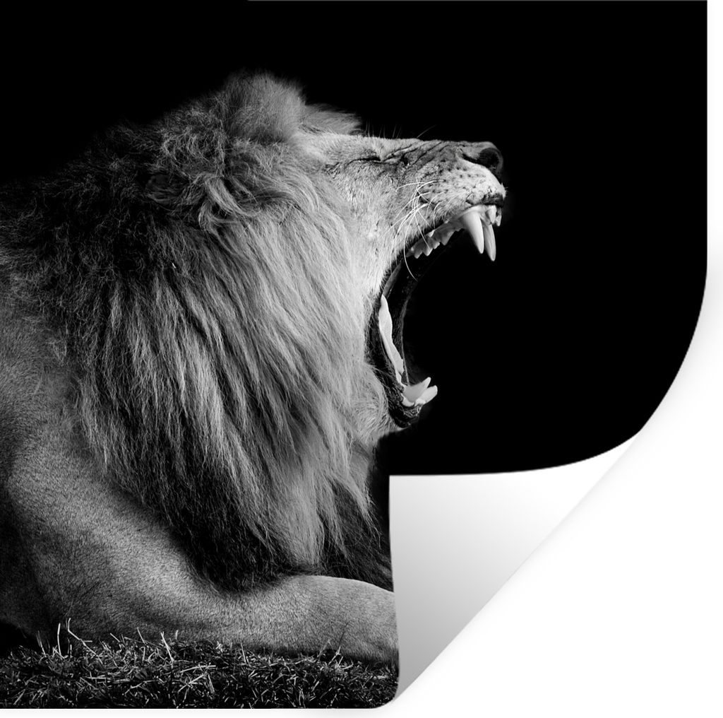 MuchoWow Wandtattoo Wandsticker Wandaufkleber Löwe - Wildtiere - Gras - Schwarz - Weiß 30x30 cm Selbstklebend und Repositionierbar - Reposition...