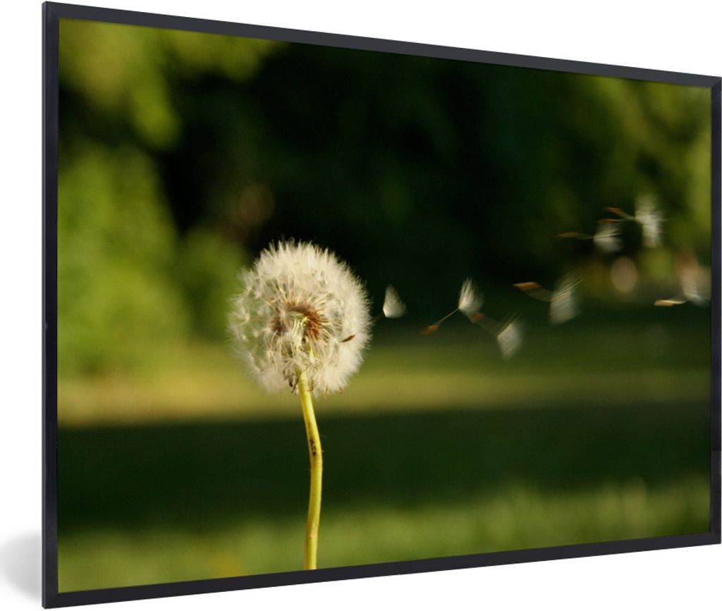 MuchoWow Gerahmtes Poster Samen von Löwenzahn wegblasen 90x60 cm - Poster mit Schwarzem Bilderrahmen Wandposter Rahmen Foto Bilder - Fotorahmen ...