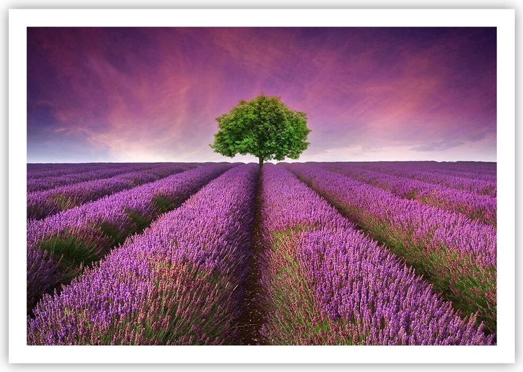 Poster - Poster ohne Rahmen - Wiese lavenda Sommer Landschaft - 100x70 cm - Wand Bild - Wanddeko - Wandbilder - Kunstposter - Wandposter - Bilder -...