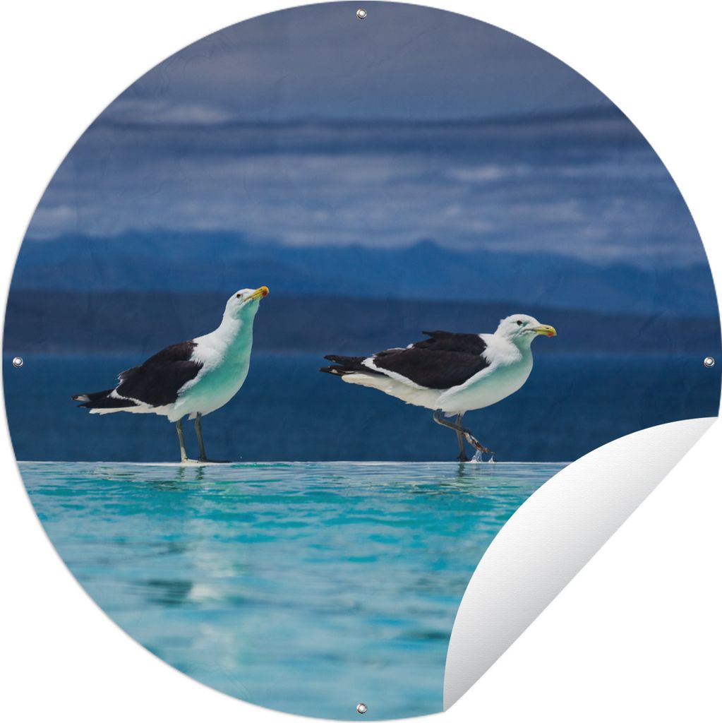 MuchoWow Gartenposter Outdoor-Poster Rund Möwen - Vögel - Pool Ø 120 cm Gartendeko Rundes Poster draußen