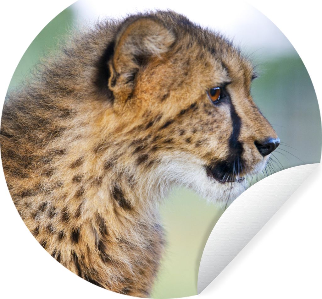 MuchoWow Runde Wandtattoo - Wandsticker Tapete Aufkleber Leopard - Kopf - Haar Ø 30 cm Selbstklebend und Repositionierbar - Wandaufkleber - Krei...