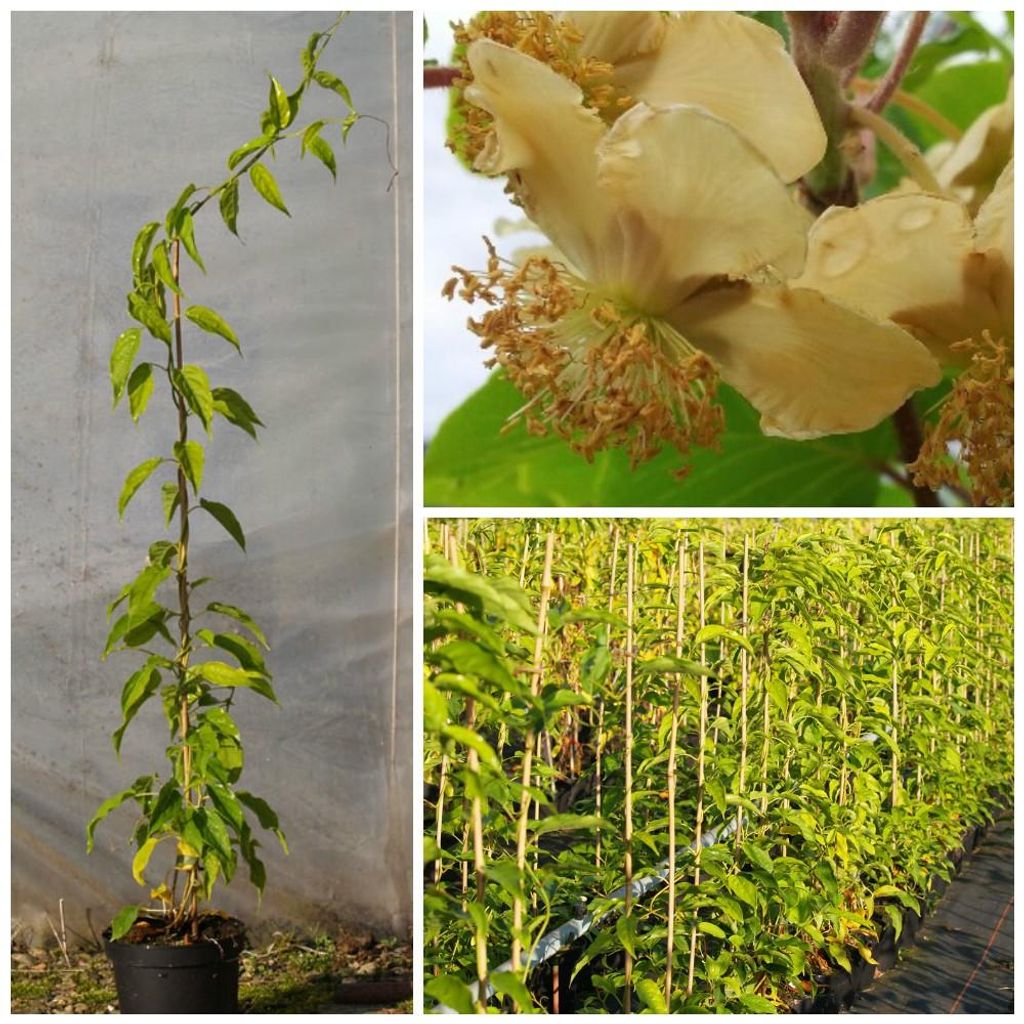 Bayernkiwi männliche Kiwipflanze Kiwi Actinidia arguta Produktbild 