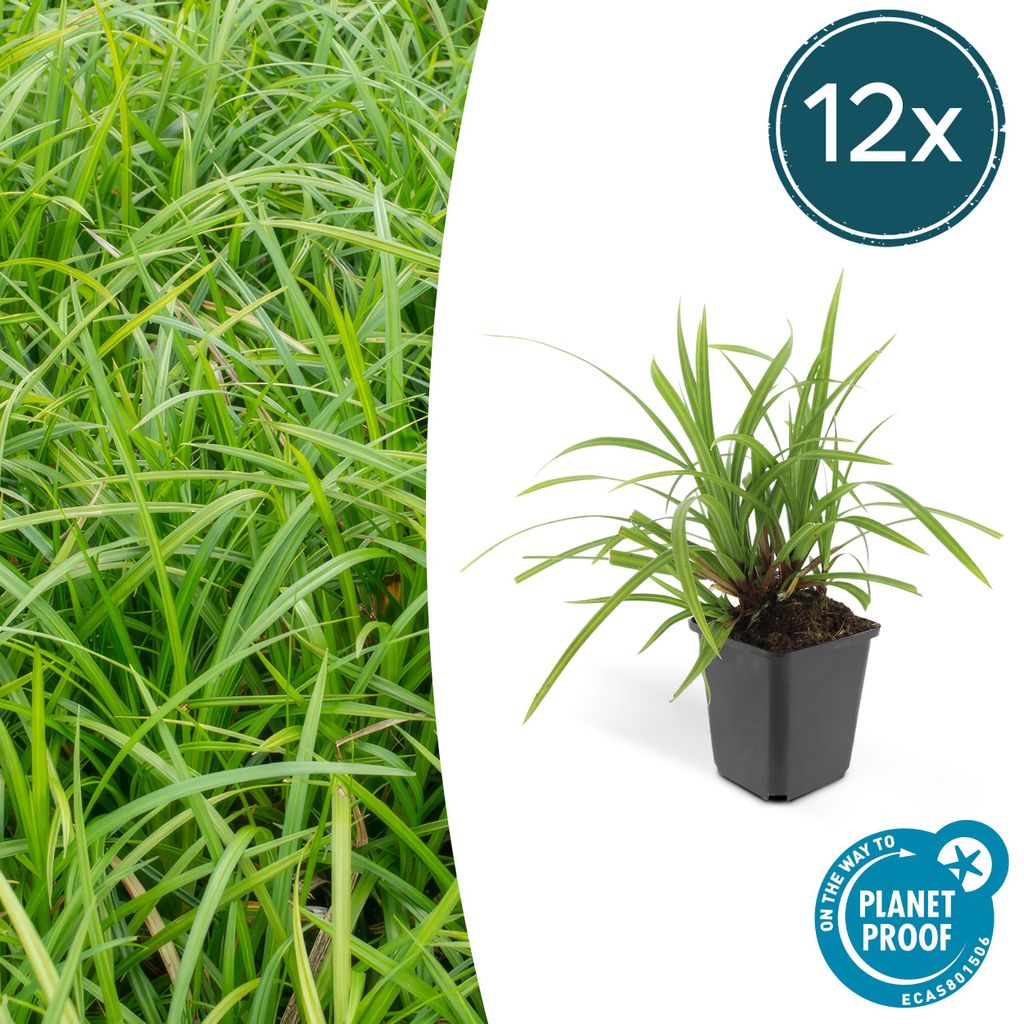 Ziergras - Japanische Teppich-Segge - Carex morrowii 'Irish Green' - 9cm Topf - Set mit 12 Pflanzen
