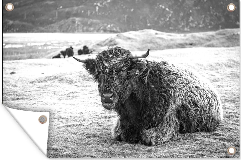 MuchoWow 120x80 cm Outdoor-Poster Gartendeko Sichtschutz Garten Poster für den Garten Schottischer Highlander - Berg - Tiere