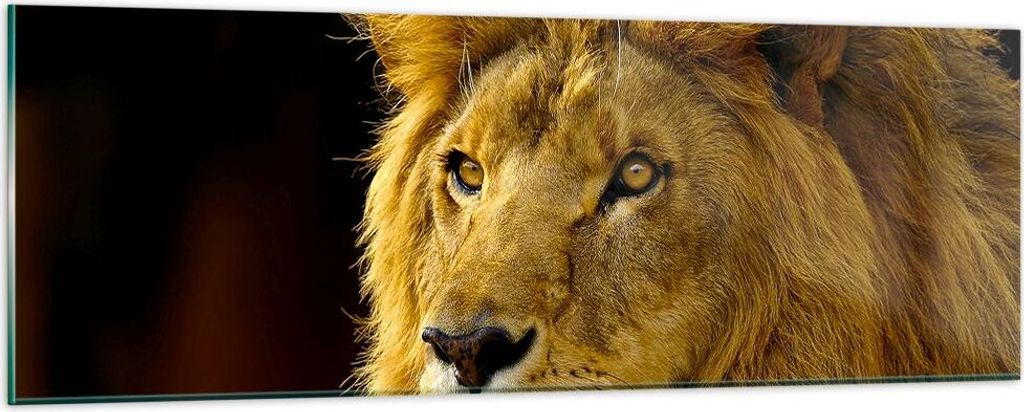 Bilder auf glas - Löwe Tiere Tierwelt - 90x30cm - Glasbilder - Wandbilder - Kunstdruck - zum Aufhängen bereit - Wanddekoration aus Glas - Glas Bi...