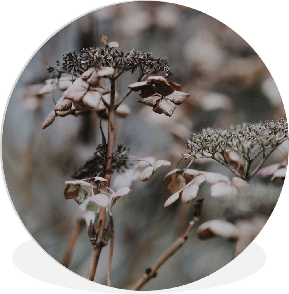MuchoWow Rundes Wandbild - Runde Bilder Blumen - Eiscreme - Winter Ø 30 cm Kreis Wanddekoration Kunststoff - Wandkreis - Wandschmuck - Schlafzim...