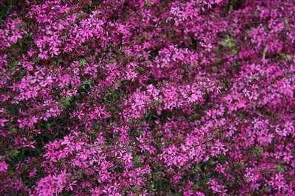 6 x Lythrum virg. 'Rose Queen' - Weiderich - Topf 9 x 9 cm