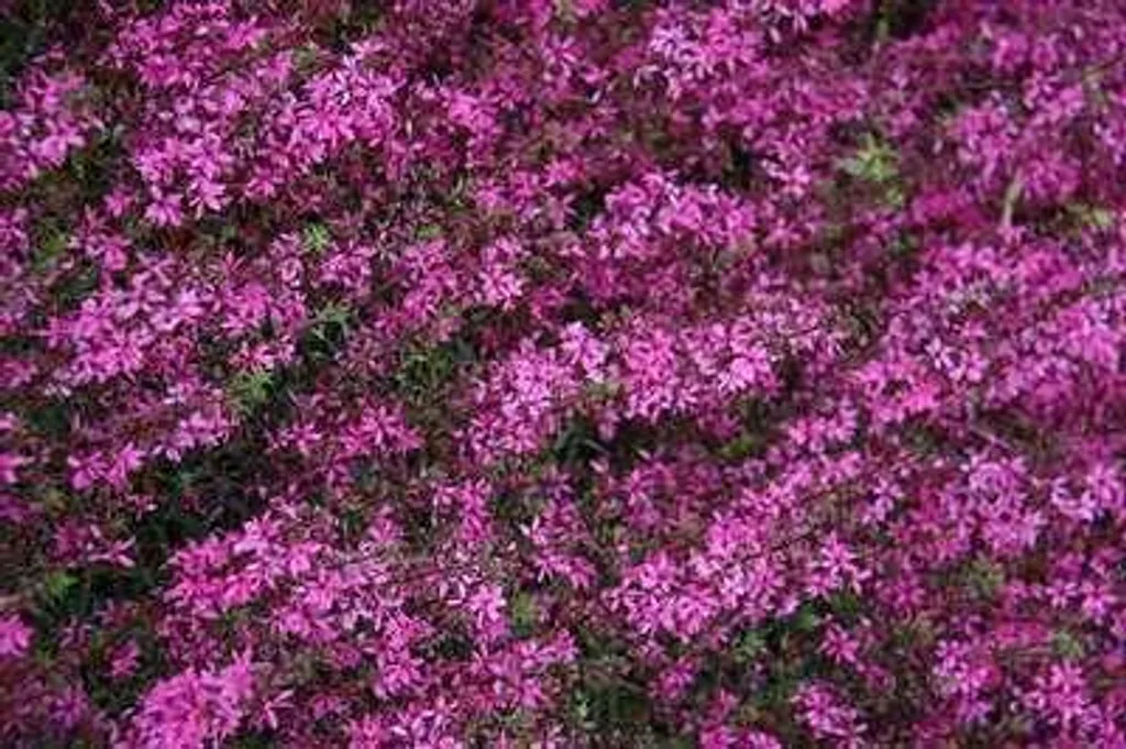 Plantes pour sol humide - 6 Lythrum Rose Queen - Salicaire en pot 9 cm