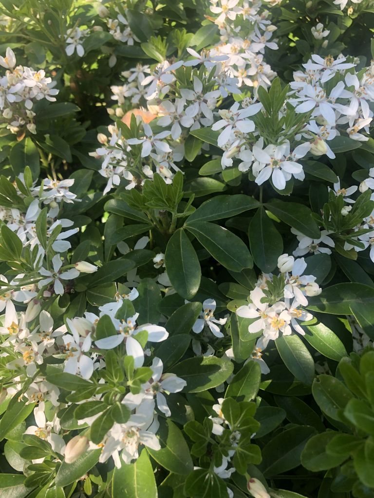 A close-up view of a flowering plant with white blossoms and green leaves.