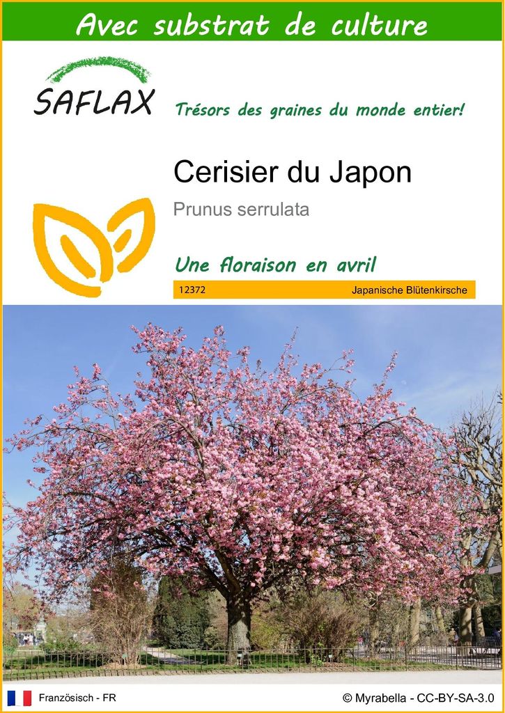 SAFLAX  - Cerisier du Japon - 30 graines - Avec substrat - Image du produit 