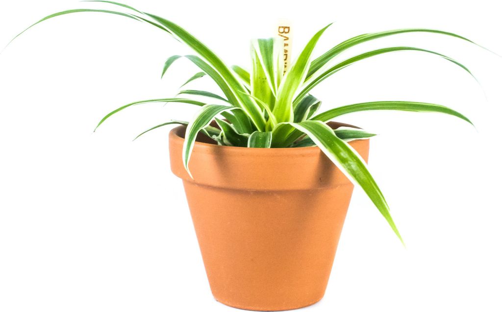 Gardners Chlorophytum Comosum, průměr 6 cm Obrázek produktu 