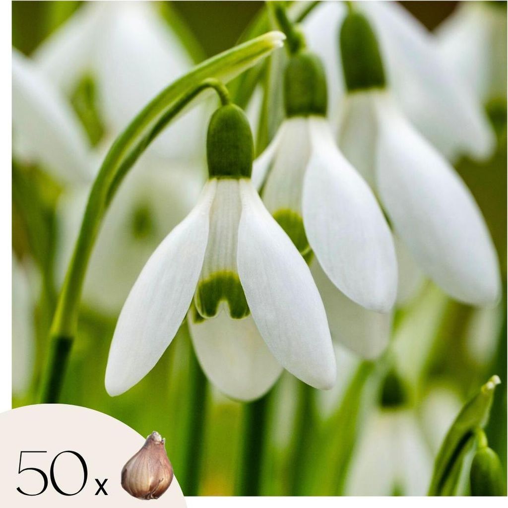 Śnieżyczka - 50 szt - Galanthus elwesii - Cebulki kwiatowe Zdjęcie produktu 