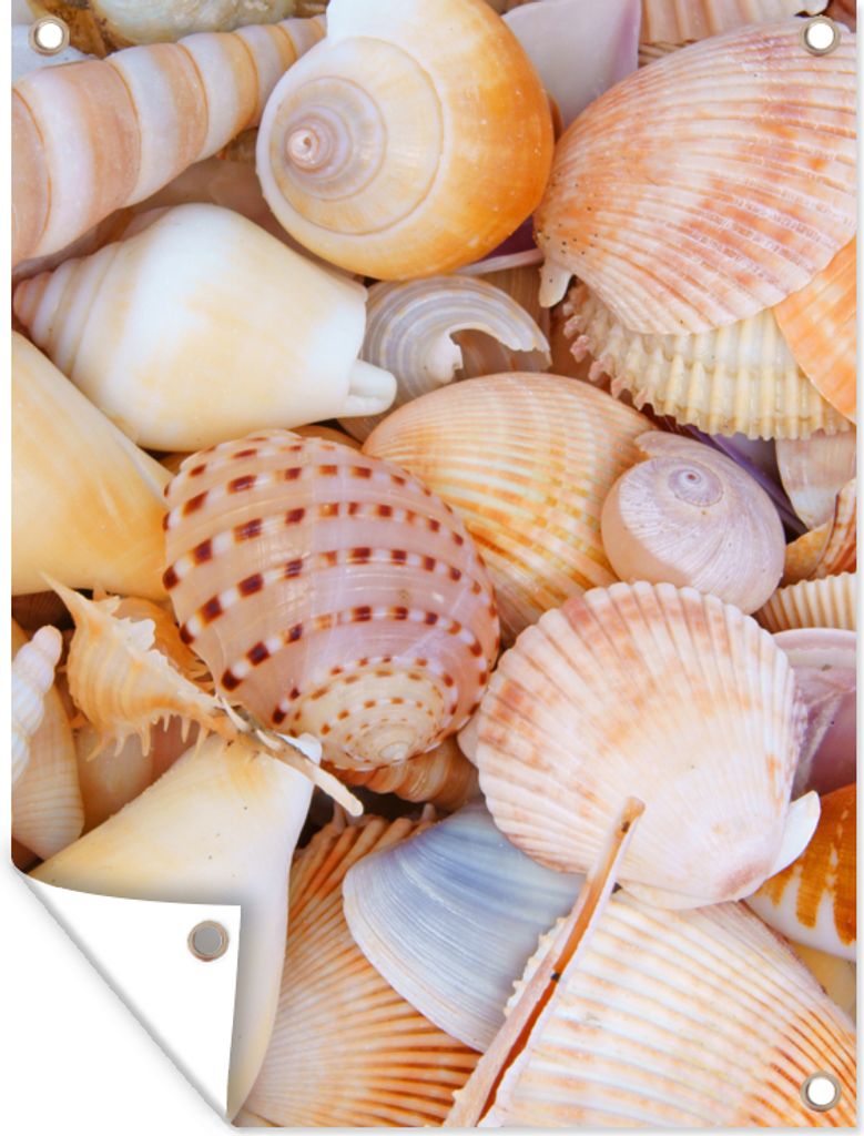MuchoWow 60x80 cm Outdoor-Poster Gartendeko Sichtschutz Garten Poster für den Garten Muscheln - Strand - Sommer - Orange