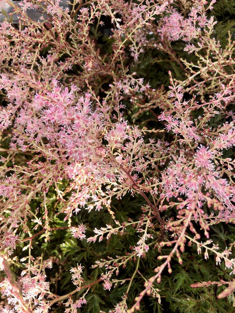 Astilbe simplicifolia Sprite - Solution fleurs d'ombre - 6 plants