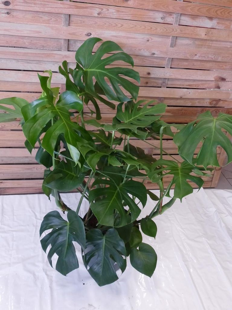 [Palmenlager] XXL Monstera deliciosa - Fensterblatt - Produktbild 