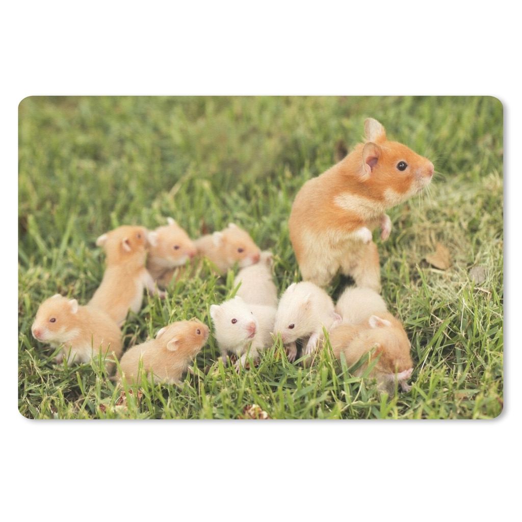 MuchoWow Schreibtischunterlage Goldhamster mit Junge 60x40 cm - XXL Mauspad - Großes Mauspad