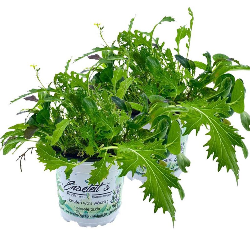 Enseleits 2er Set ASIA-SALAT MILD-SCHARFER, BRASSICA RAPA, Produktbild 