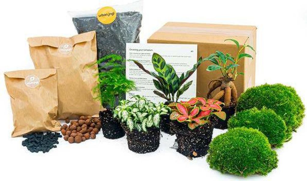 Flaschengarten Set Lancifolia 5 Pflanzen DIY Pflanzenterrarium mit Bonsai
