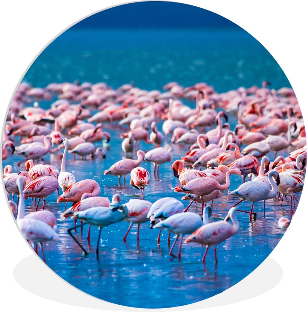 MuchoWow Rundes Wandbild - Runde Bilder Flamingo - Wasser - Tropisch - Rosa Ø 30 cm Kreis Wanddekoration Kunststoff - Wandkreis - Wandschmuck - ...