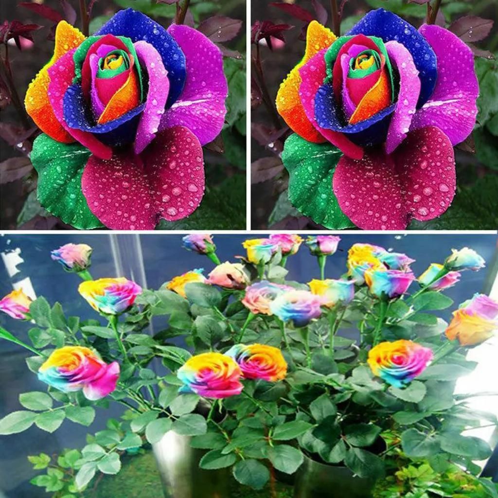 Bunte Regenbogen Blumensamen Garten Pflanzen Multi-color Einzigartige, 80 St.