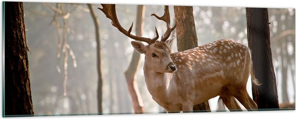 Bilder auf glas - Kitz Hirsch Tier wild - 90x30cm - Glasbilder - Wandbilder - Kunstdruck - zum Aufhängen bereit - Wanddekoration aus Glas - Glas B...