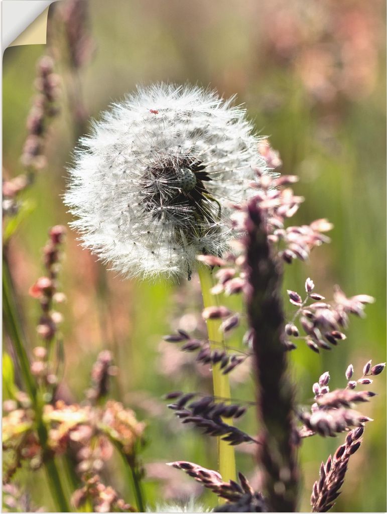 ARTland Wandbild, selbstklebend Pusteblume III Größe: 60x80 cm