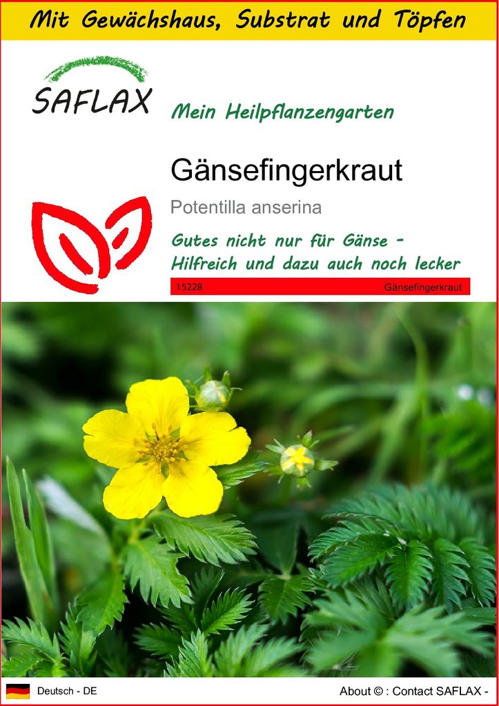 SAFLAX Anzucht Set - Gänsefingerkraut - Potentilla anserina - 20 Samen - Mit Mini-Gewächshaus, Anzuchtsubstrat und 2 Töpfen
