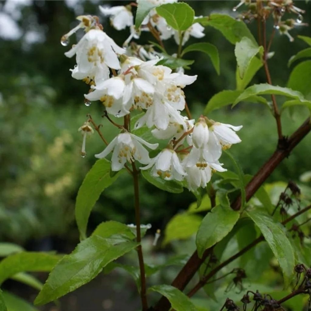 Deutzia glaucophylla - Maiblumenstrauch 60-100