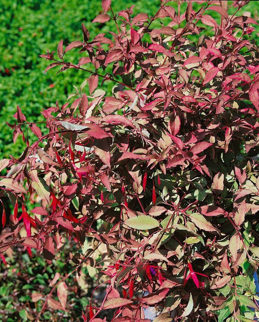 Fuchsia magellanica 'Tricolor', Fuchsie, buntes Laub, ca. Produktbild 