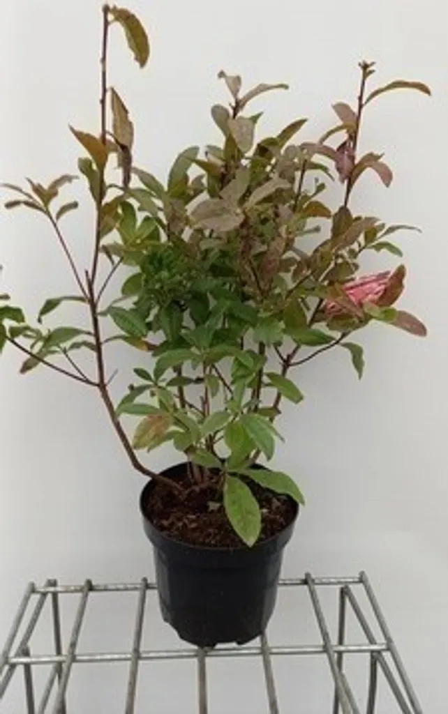 Azalée du Japon Rose : Arbuste de Terre de Bruyère 40-50 cm en Pot